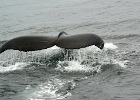 CapeCodb (9)  Cape Cod whale